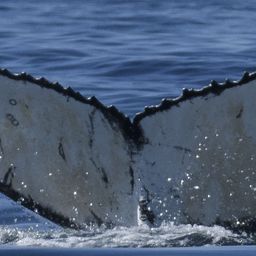 Fluke of HW-MN0805049