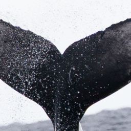 Fluke of 2024-2025 calf of CRC-15559