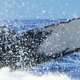Fluke of HW-MN0440340