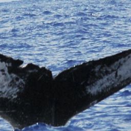 Fluke of HW-MN0440341