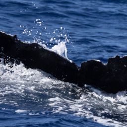 Fluke of Dakota