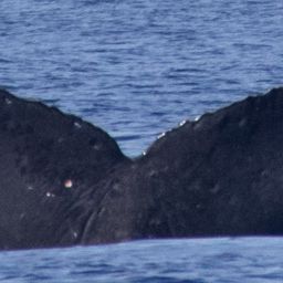 Fluke of HIHWNMS-2025-3-21_O02