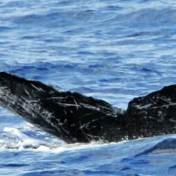 Fluke of HW-MN0440347