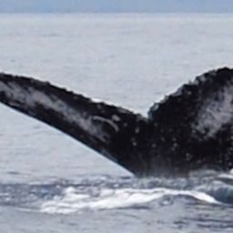 Fluke of HW-MN0440348