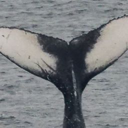Fluke of HW-MN0104155