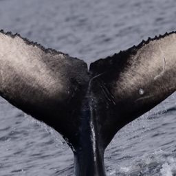 Fluke of HW-MN0401545