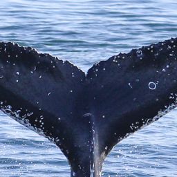 Fluke of CRC-23357