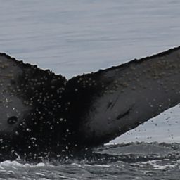 Fluke of CRC-23358