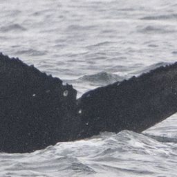 Fluke of CRC-23361