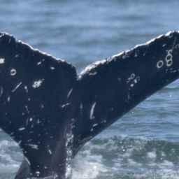 Fluke of CRC-23362
