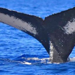 Fluke of Maganda