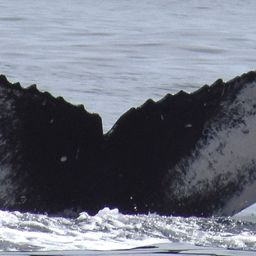 Fluke of HW-MN0524620