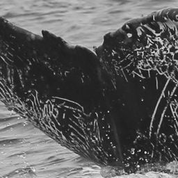 Fluke of CRC-11799