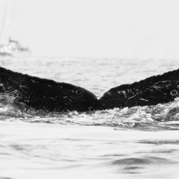 Fluke of CRC-18930