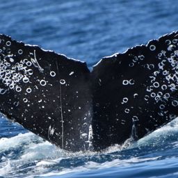 Fluke of CRC-23369