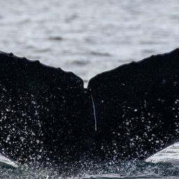 Fluke of HW-MN0524645