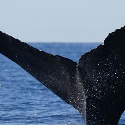 Fluke of HW-MN0524651
