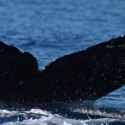 Fluke of CRC-23060