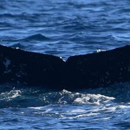 Fluke of HW-MN0524654