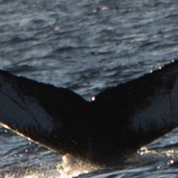 Fluke of HW-MN0445188
