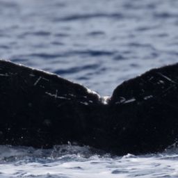 Fluke of HW-MN0440366