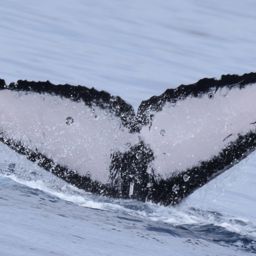 Fluke of HW-MN0445191