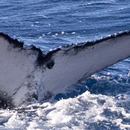 Fluke of HW-MN0445192