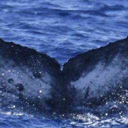 Fluke of HW-MN0445197