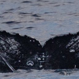 Fluke of HW-MN0445204