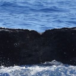 Fluke of Noelani
