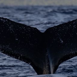 Fluke of HW-MN0445216
