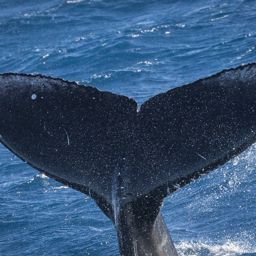 Fluke of BCY0458 calf 2024