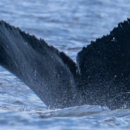 Fluke of HW-MN0445227