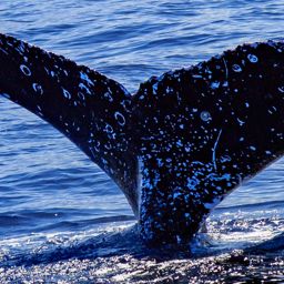 Fluke of HW-MN0445229