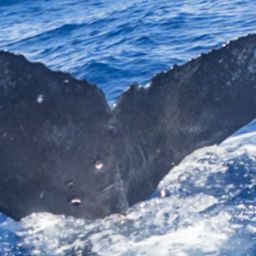 Fluke of HW-MN0445230