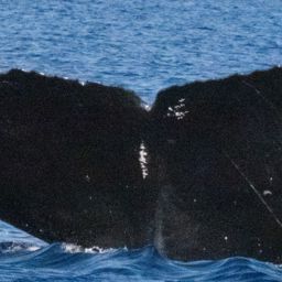 Fluke of HW-MN0445232