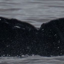 Fluke of HW-MN0445233
