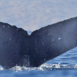 Fluke of HW-MN0445239
