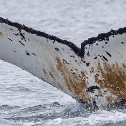 Fluke of HW-MN1307579