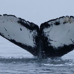 Fluke of HW-MN1307603