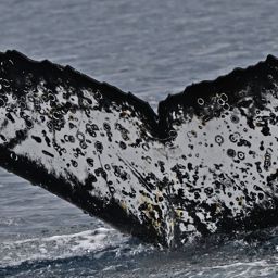 Fluke of HW-MN1307605