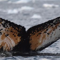 Fluke of HW-MN1307611