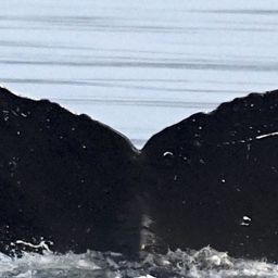 Fluke of Puhina