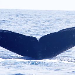 Fluke of HW-MN0440370