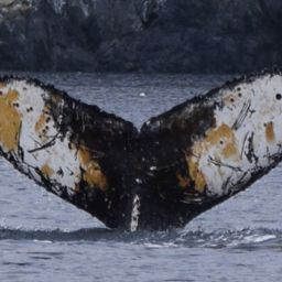 Fluke of HW-MN1307635
