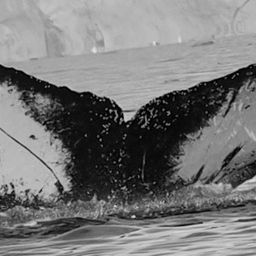 Fluke of HW-MN1307650