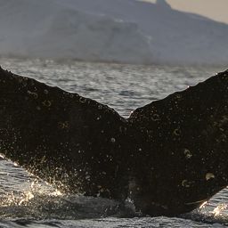 Fluke of HW-MN1307663