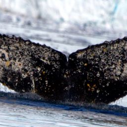 Fluke of HW-MN1307665