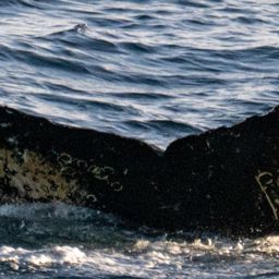 Fluke of HW-MN1307671