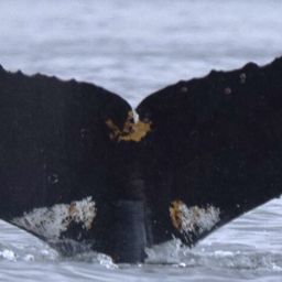 Fluke of HW-MN1307681